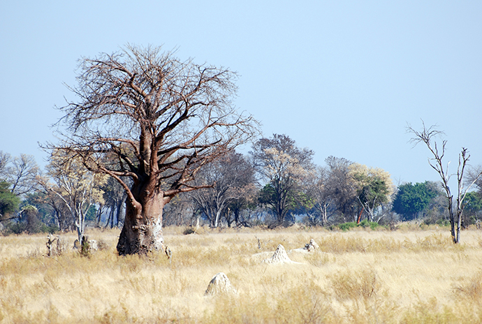 Viaggio in Africa: Baobab