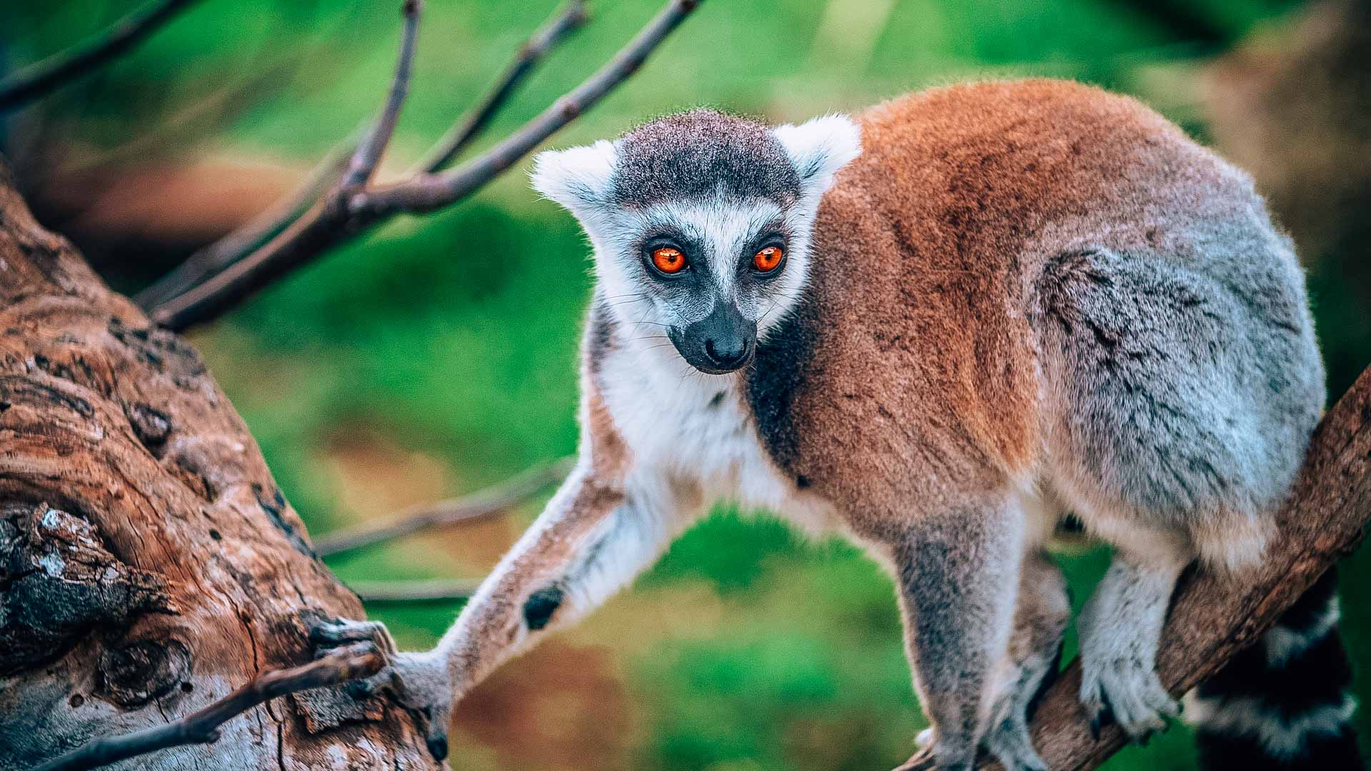 madagascar viaggio