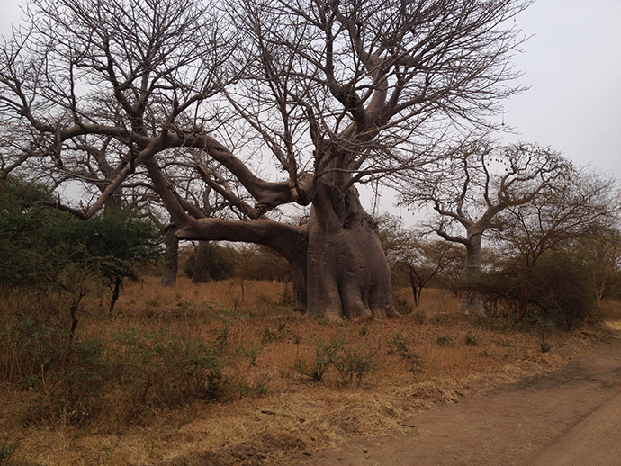 viaggio in Senegal