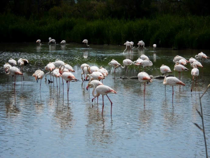 visitare la Camargue