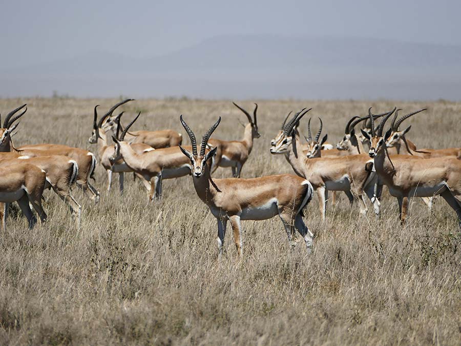 safari in tanzania