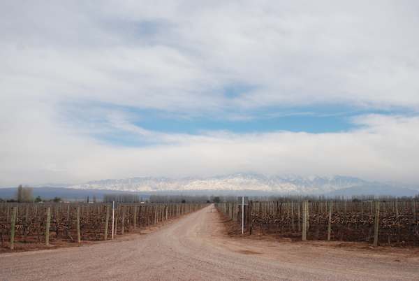 Cantine vinicole di Mendoza