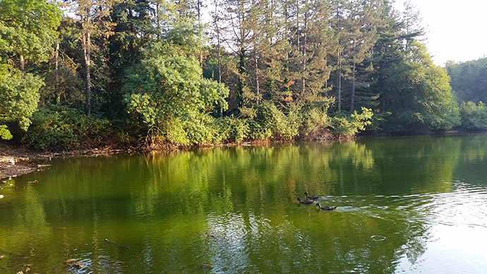 vacanza in Gargano nella Foresta Umbra