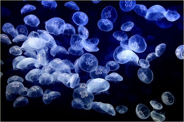 oceanografic