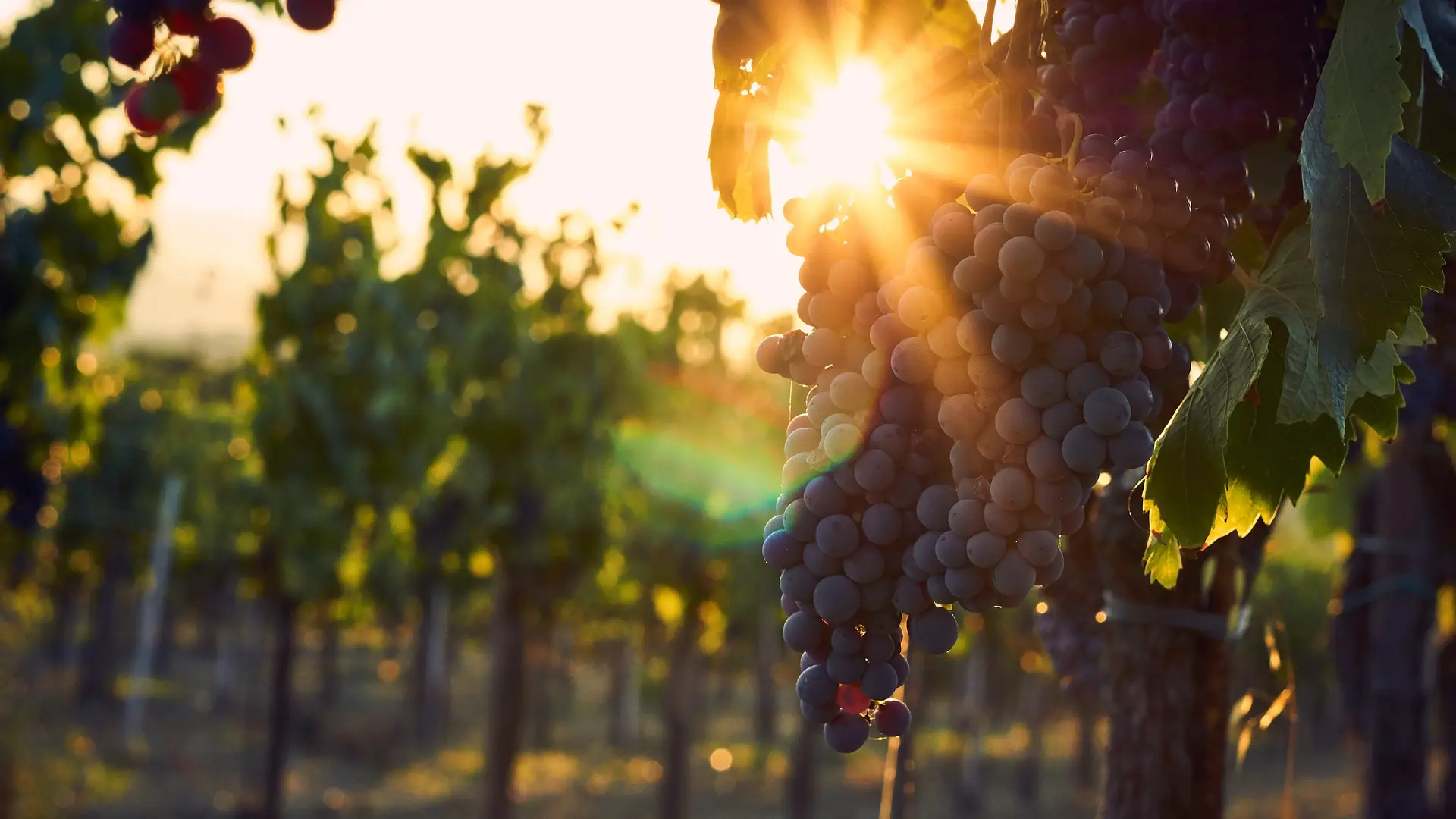 Strade del vino