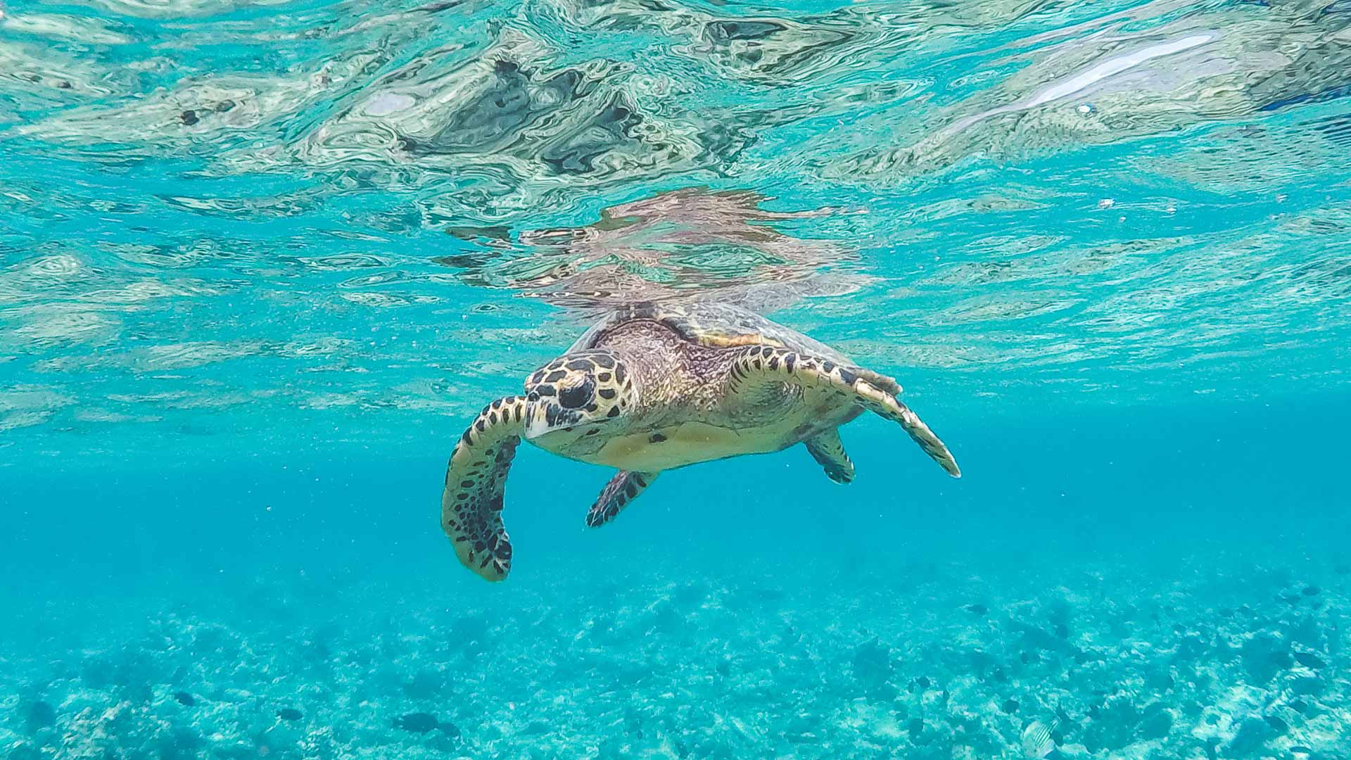 viaggio alle Maldive